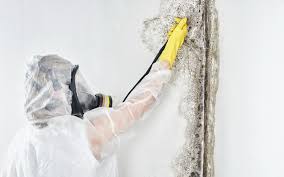 Best Emergency Mold Remediation  in Seeley Lake, MT